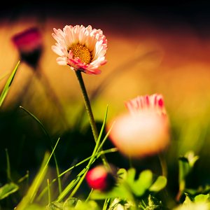Polz_by_aL_baum